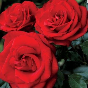 Meet your Posher, Ravneet